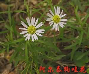 阿尔泰紫菀:点击看原图 阿尔泰紫菀