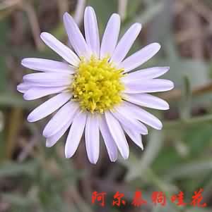 阿尔泰紫菀:点击看原图 阿尔泰紫菀