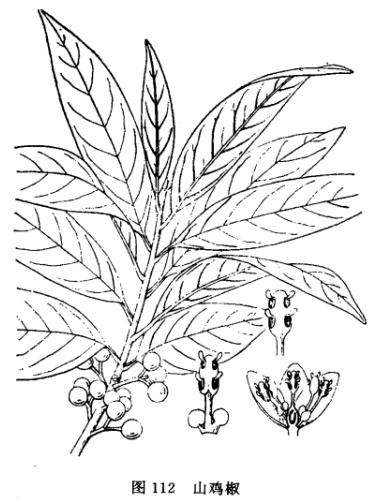 荜澄茄:点击看原图 荜澄茄