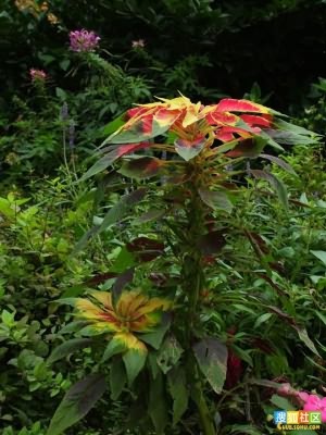 白花苋:点击看原图 白花苋