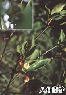 八角茴香:点击看原图 八角茴香