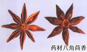 八角茴香:点击看原图 八角茴香