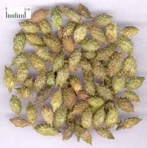 苍耳子:点击看原图 苍耳子