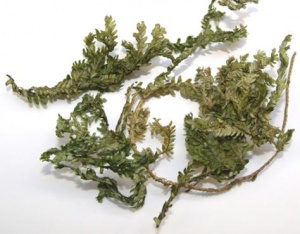 翠云草:点击看原图 翠云草