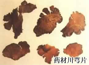 川芎:点击看原图 川芎