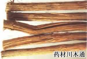 川木通:点击看原图 川木通