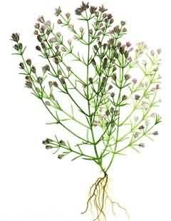 滇獐牙菜:点击看原图 滇獐牙菜