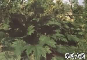 大黄:点击看原图 大黄