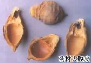 大腹皮:点击看原图 大腹皮