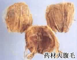 大腹皮:点击看原图 大腹皮