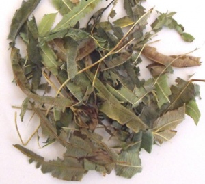 凤尾草:点击看原图 凤尾草