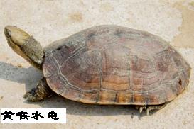 龟胶:点击看原图 龟胶