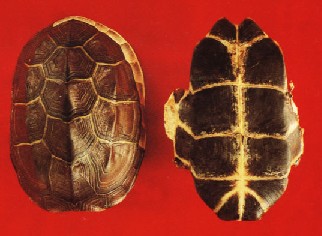 龟甲胶:点击看原图 龟甲胶