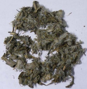 狗舌草:点击看原图 狗舌草