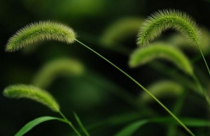 狗尾草:点击看原图 狗尾草