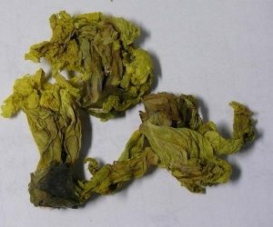 黄蜀葵花:点击看原图 黄蜀葵花