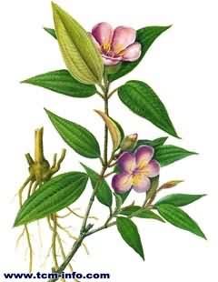 红毛菍:点击看原图 红毛菍