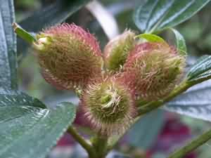 红毛菍:点击看原图 红毛菍