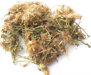 合欢花:点击看原图 合欢花