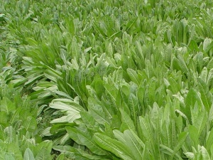 菊苣:点击看原图 菊苣