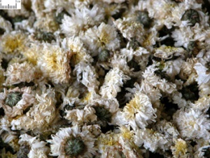 菊花:点击看原图 菊花