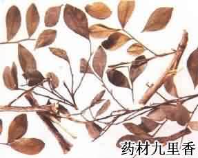 九里香:点击看原图 九里香