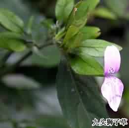 九头狮子草:点击看原图 九头狮子草