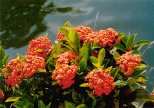 龙船花根:点击看原图 龙船花根