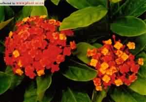 龙船花根:点击看原图 龙船花根