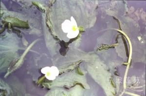 龙舌草:点击看原图 龙舌草