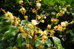 龙眼花:点击看原图 龙眼花