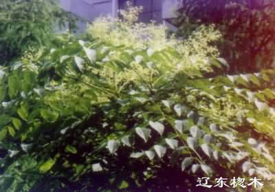 龙牙楤木果:点击看原图 龙牙楤木果
