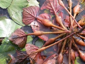 菱茎:点击看原图 菱茎