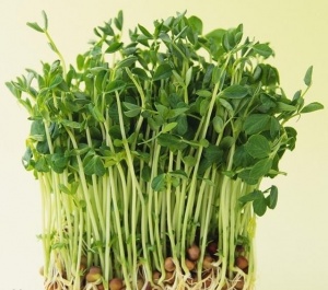 绿豆芽:点击看原图 绿豆芽