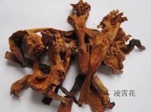 凌霄花:点击看原图 凌霄花