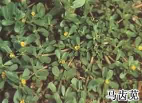 马齿苋:点击看原图 马齿苋