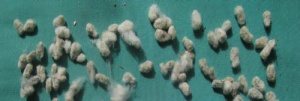 棉花子:点击看原图 棉花子