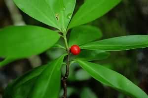 软皮树:点击看原图 软皮树