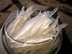 水晶鱼:点击看原图 水晶鱼