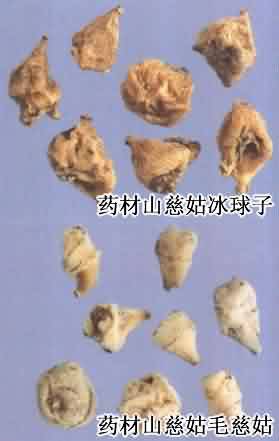 山慈菇:点击看原图 山慈菇