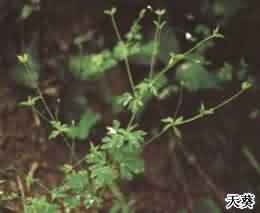 天葵子:点击看原图 天葵子