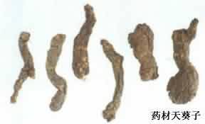天葵子:点击看原图 天葵子