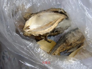 天浆壳:点击看原图 天浆壳