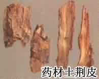 土荆皮:点击看原图 土荆皮