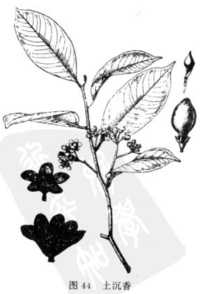 土沉香:点击看原图 土沉香