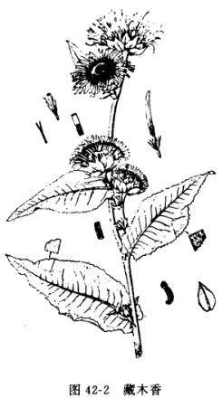土木香:点击看原图 土木香