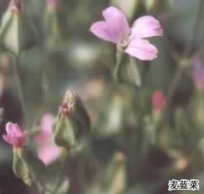 王不留行:点击看原图 王不留行