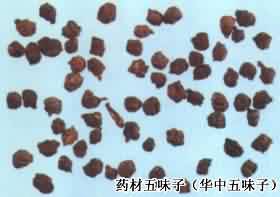 五味子:点击看原图 五味子