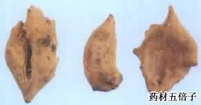 五倍子:点击看原图 五倍子