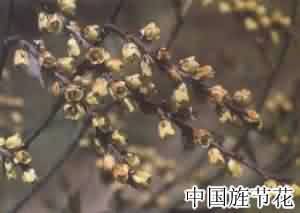 小通草:点击看原图 小通草